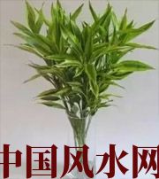 大兴安岭十二生肖养什么植物最旺财运？你知道吗！
